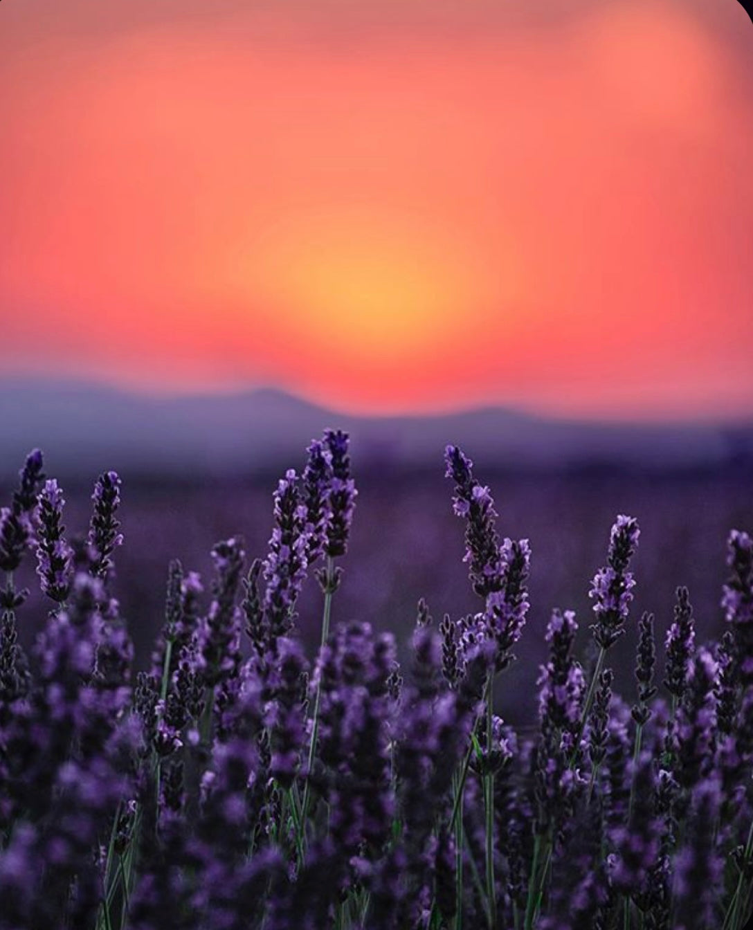 Lupins, purple and orange