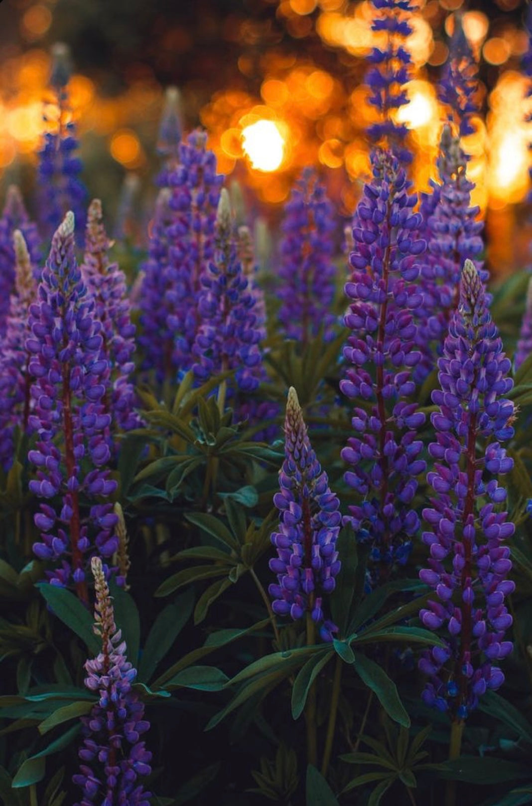 Lupins, purple and orange