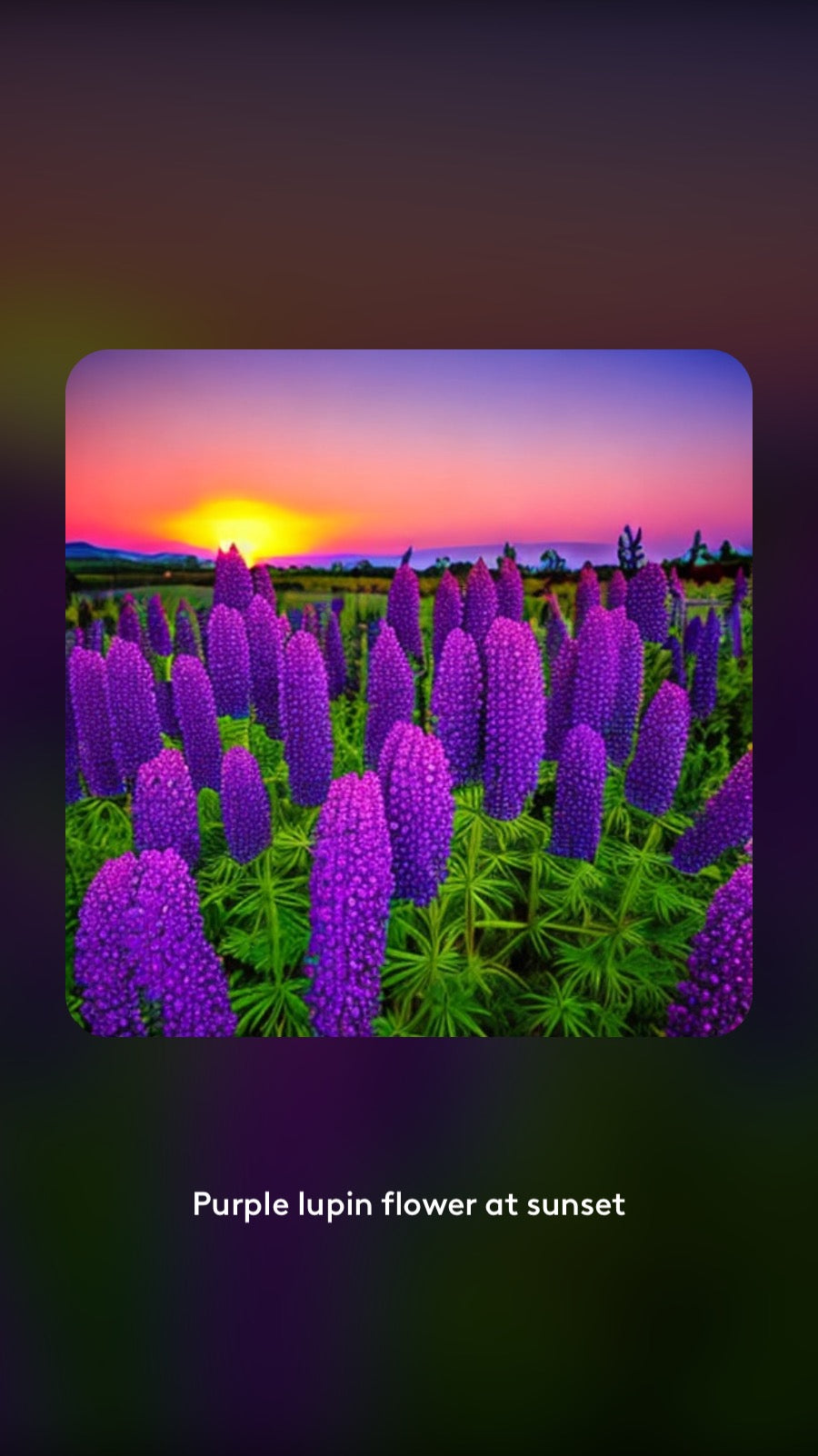 Lupins, purple and orange